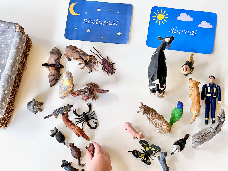 Nocturnal / Diurnal Animal Sorting ❤️🌙
