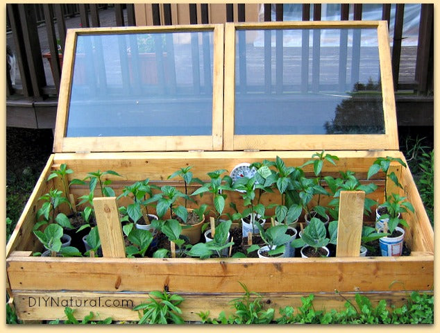 How To Start Seeds Indoors: And Tips for Starting Your Garden Inside