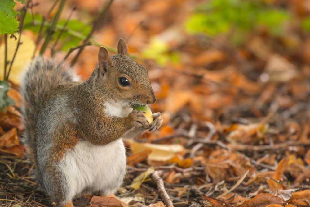 Can You Eat Squirrel From Your Backyard?