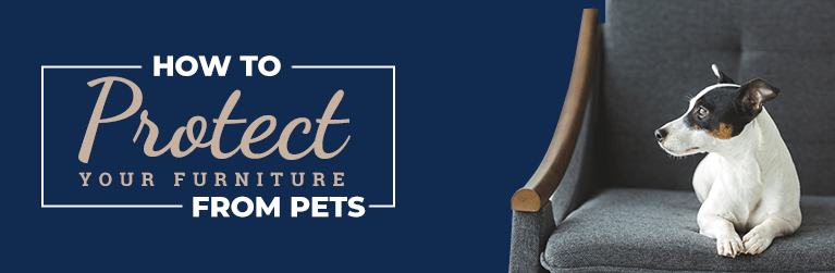 How to Protect Your Furniture From Pets