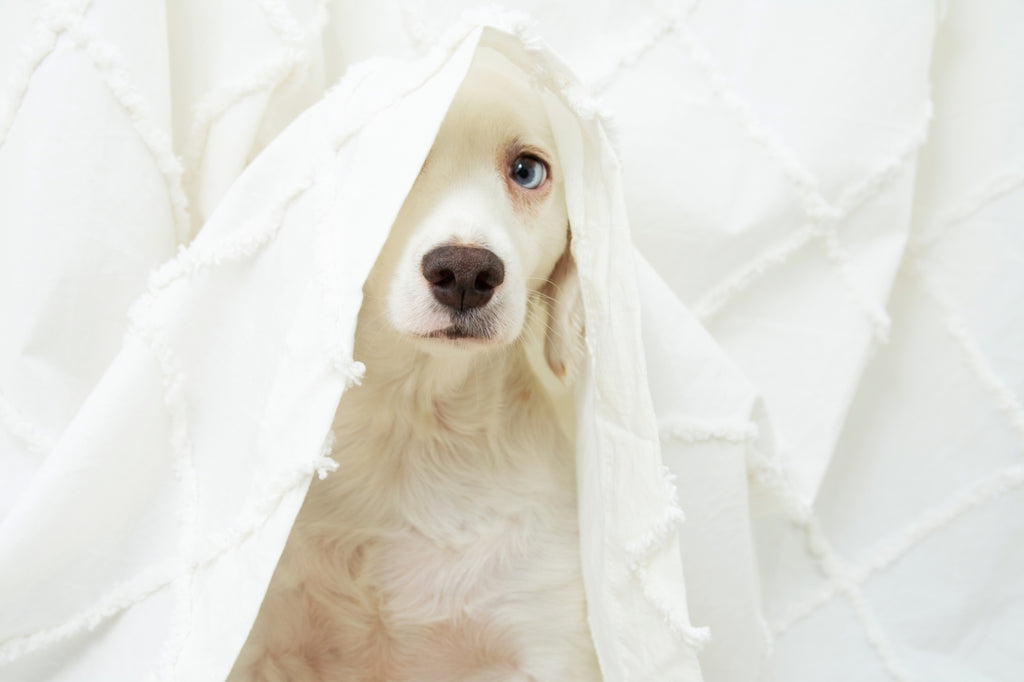 A puppy’s cuteness can blind prospective owners to its hidden costs
