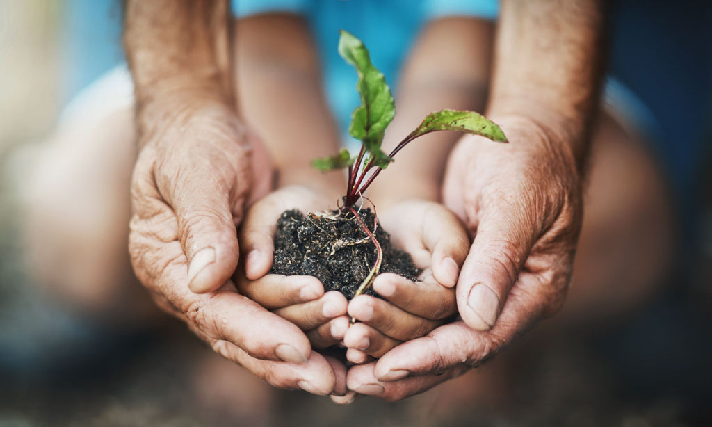 6 Tips To Improve Your Garden and Make It Kid-Friendly