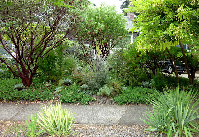 A garden is more than the sum of its plants, it’s all about the relationships (Front Garden Tour 2022, Ch 1)