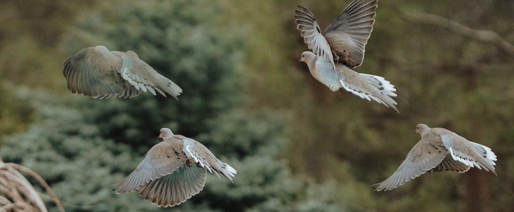 A Complete Guide to Dove Hunting