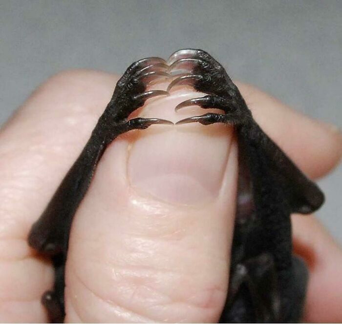 120 Lesser-Known Facts About Animals That Made People Say ‘Aww’ (New Pics)