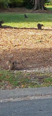 Finder (Cajun Joke) and Sunday Selections