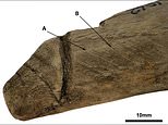 6.3in-long wooden object found at Roman Vindolanda may have been used as a SEX TOY 2,000 years ago