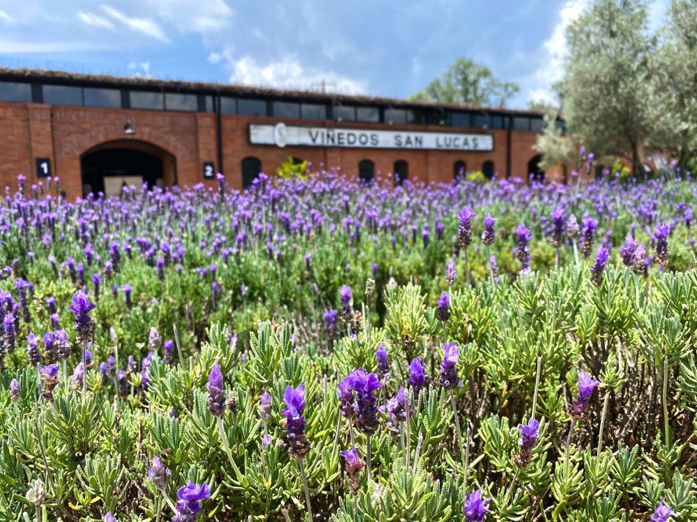 Best Wineries in Guanajuato: Travel Guide to The Wine Route